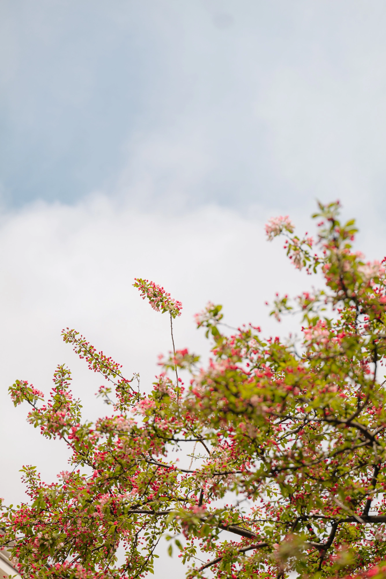 AM106200-1981573-Keizersgracht-162A,-Amsterdam-219641275