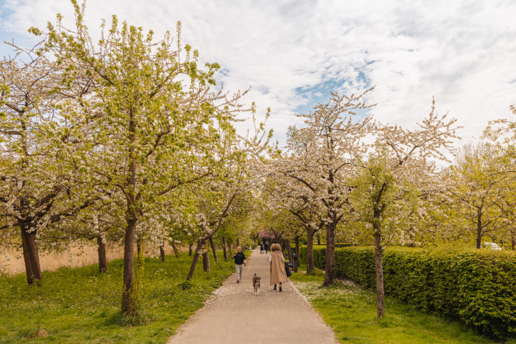 Zacharias Jansestraat 3H, Amsterdam - Afbeelding 36