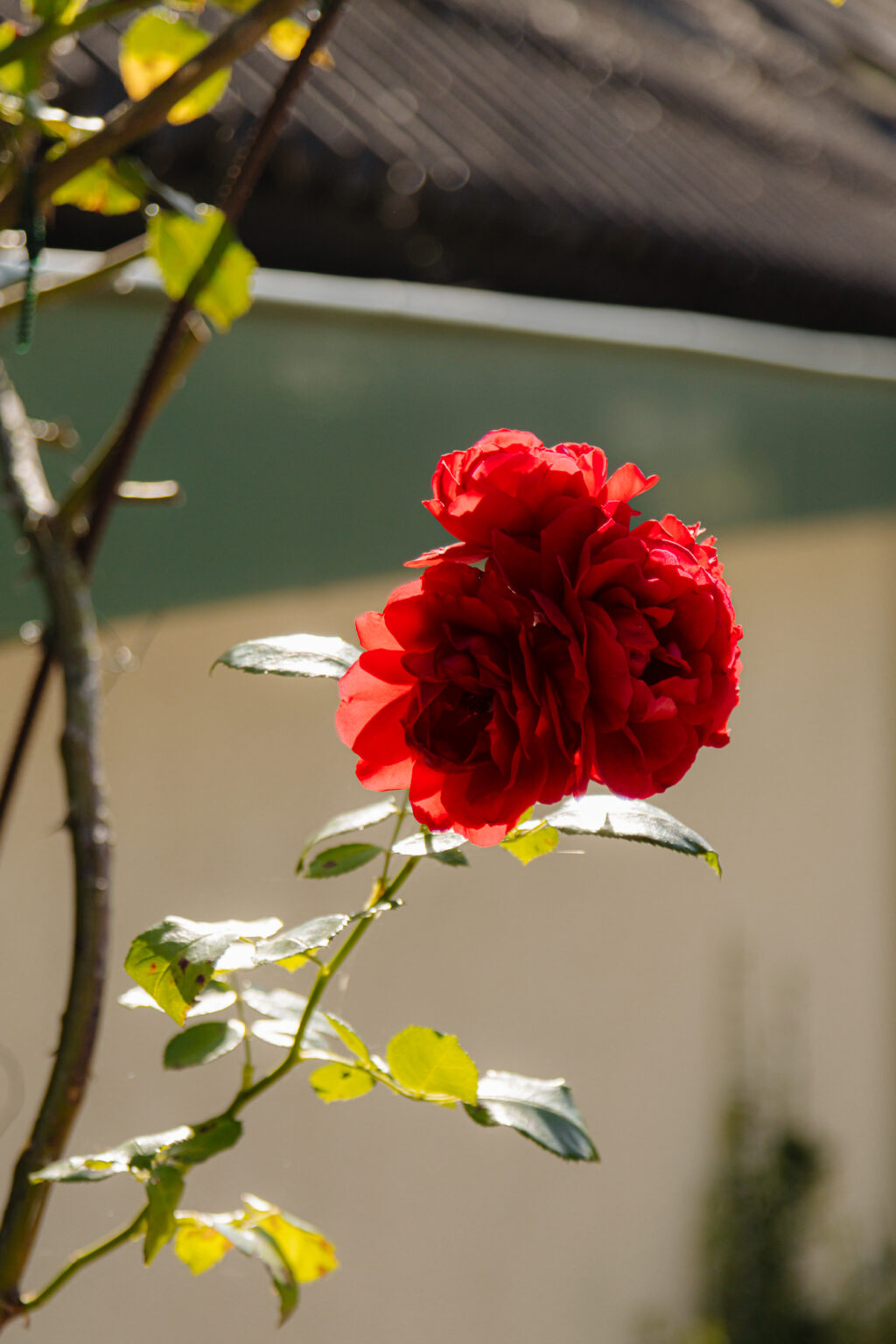 Dammerweg 10, Weesp - Afbeelding 5