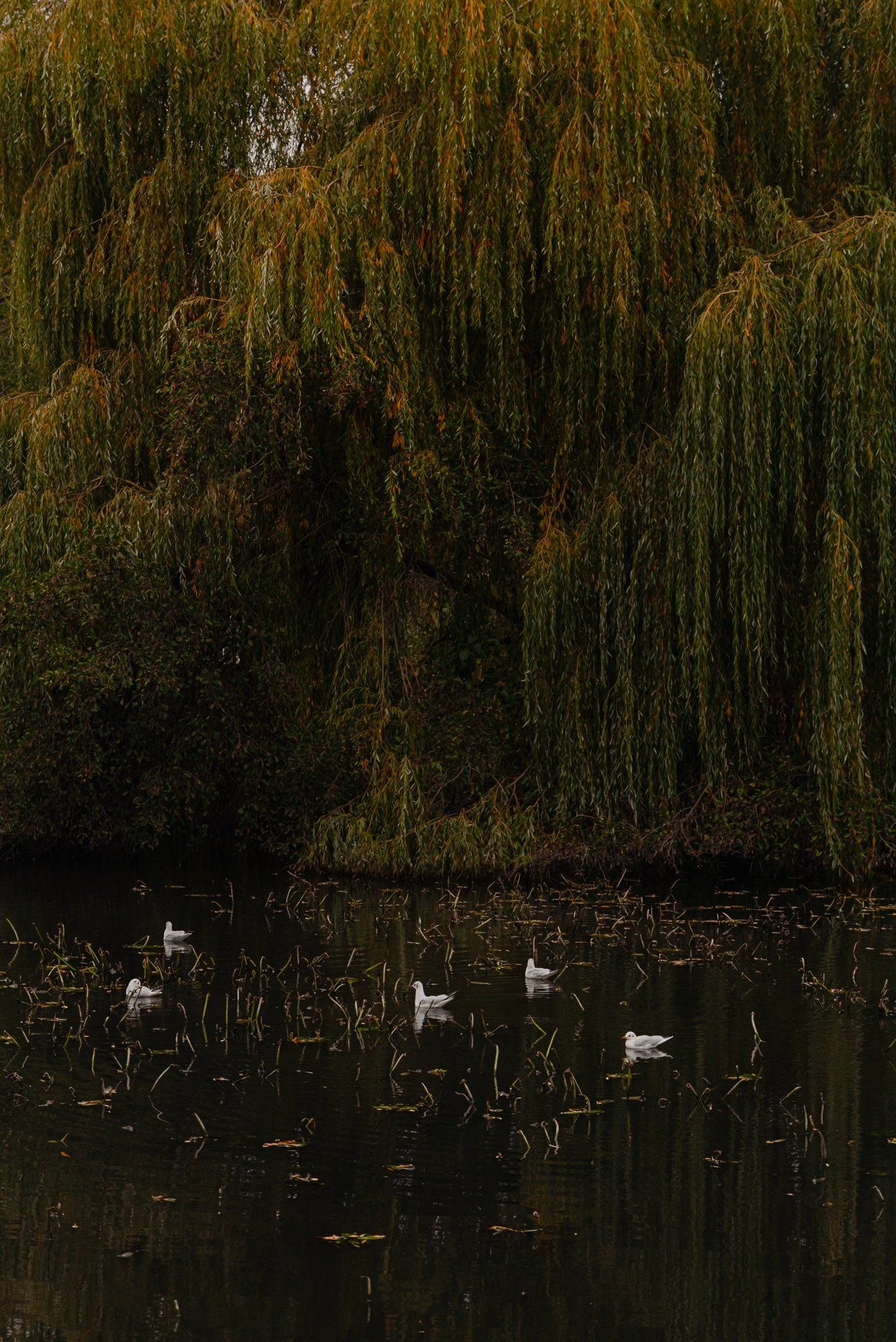 AM106790-2108634-Frieslandstraat-75,-Amsterdam-253951454